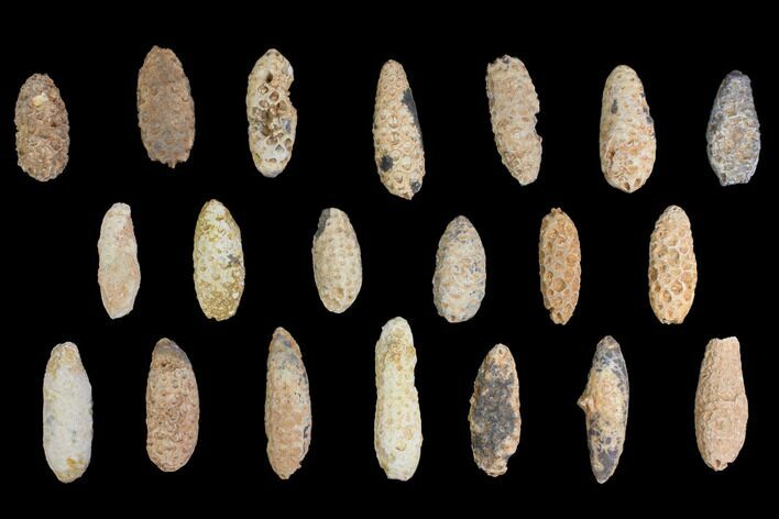 Lot: Fossil Seed Cones (Or Aggregate Fruits) - Pieces #148866